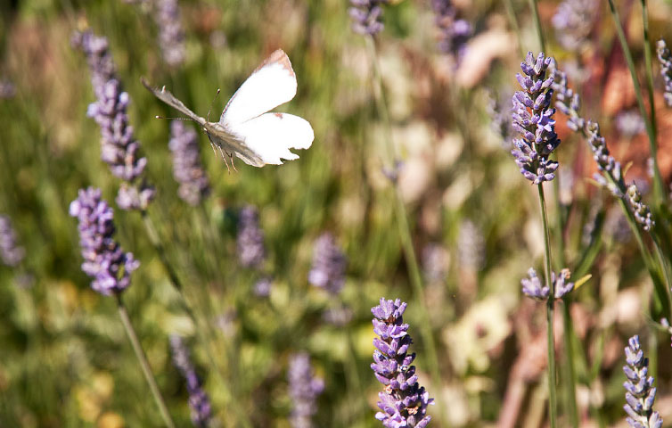 Lavendel und Schmetterling